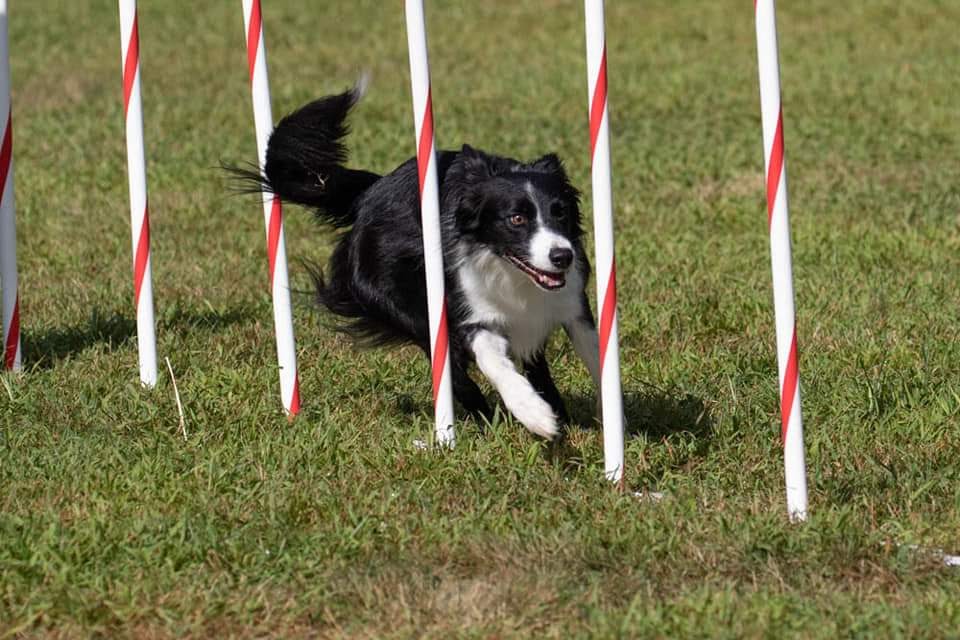 Getting Started In Agility So Fly Agility Doggs